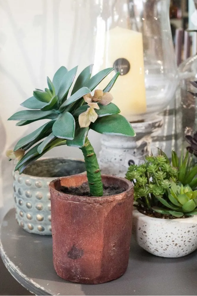 Green Potted Dudleya Anthonyi Succulent    