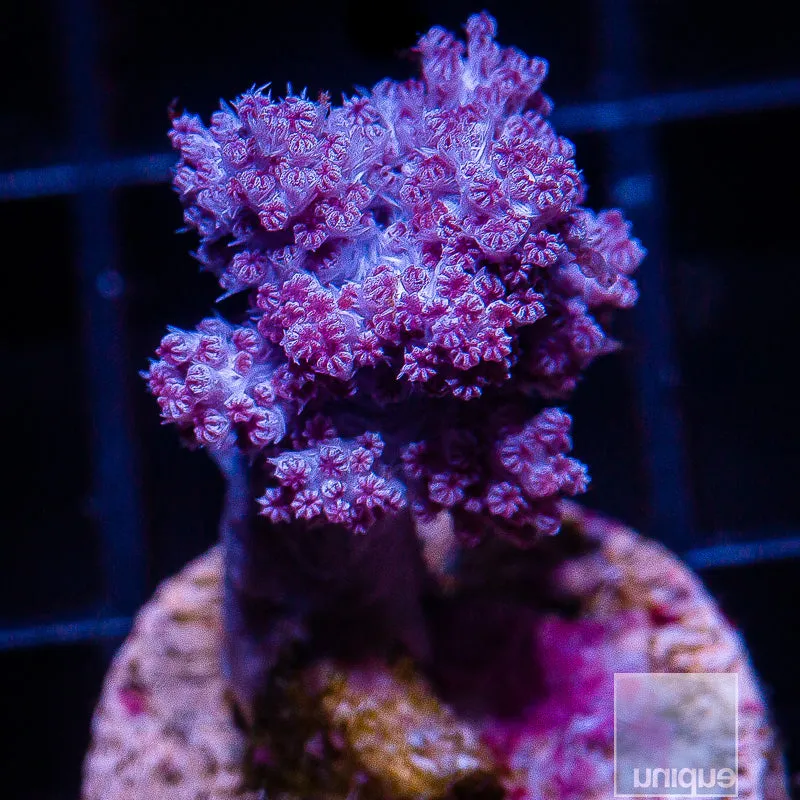 Nepthea sp. Unique Corals Koji Wada Pink Nephea- WYSIWYG Frag Softie